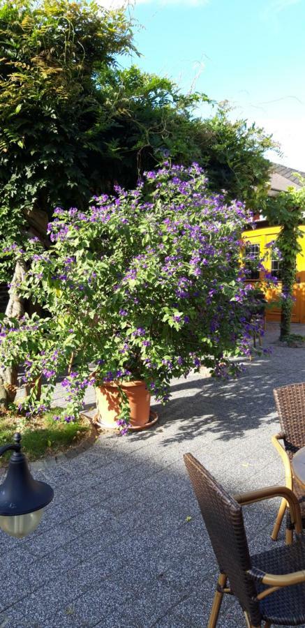 Wein & Gastehaus Hermeshof Hotel Trittenheim Eksteriør billede